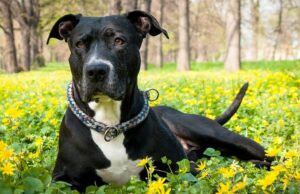 Abandoned Puppy That Couldn’t Walk Learns To Run After Getting Rescued And Adopted abandoned dog who can't walk learns to run