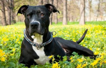 Abandoned Puppy That Couldn’t Walk Learns To Run After Getting Rescued And Adopted abandoned dog who can't walk learns to run