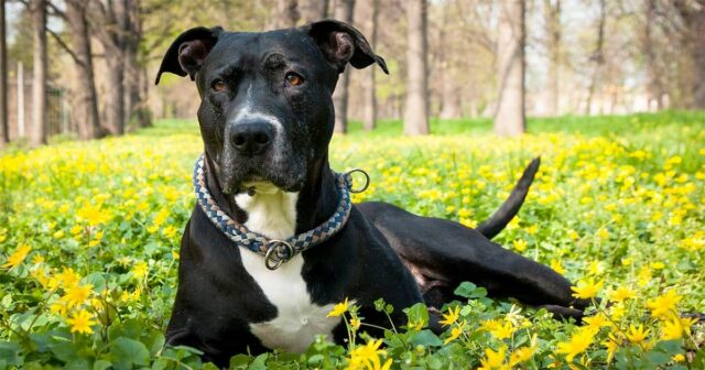 abandoned dog who can't walk learns to run