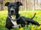 Abandoned Puppy That Couldn’t Walk Learns To Run After Getting Rescued And Adopted abandoned dog who can't walk learns to run