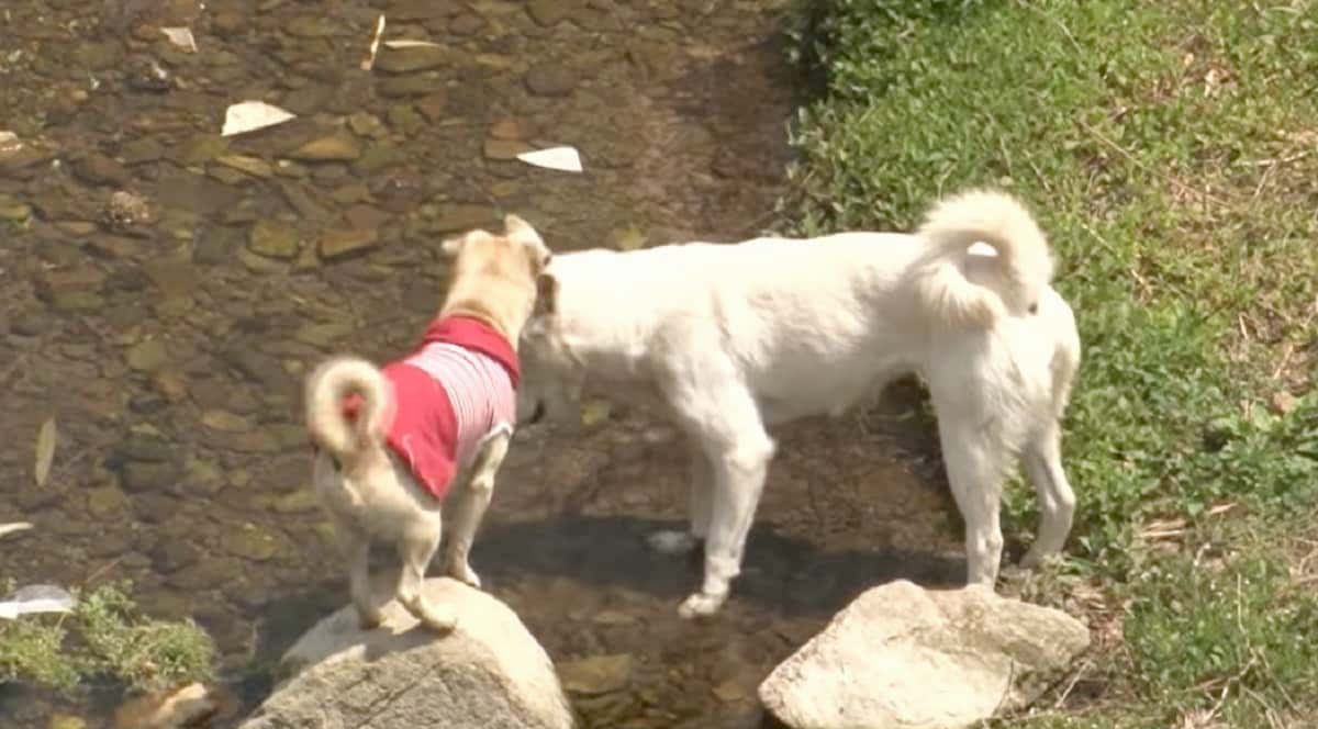 Jindo finds new love