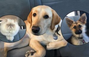 Ranger and Alfie Search for the Magic Fountain ranger the dwarf german shepherd alfie and mr. big