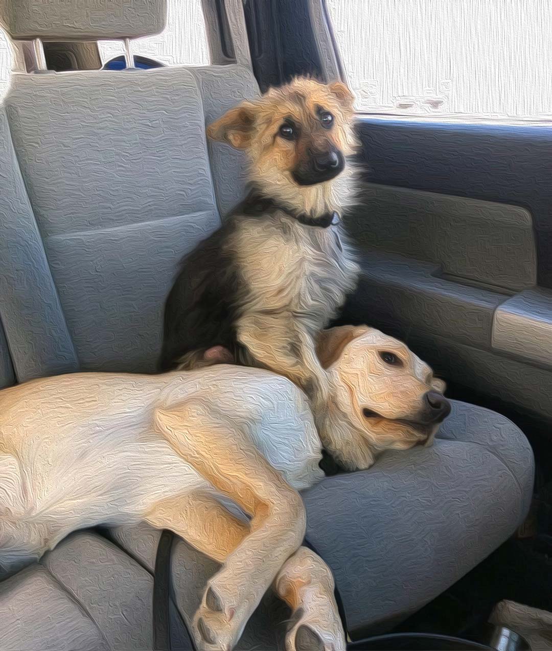 ranger the little german shepherd comforts his pal alfie