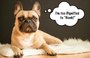 Reverse Sneezing in Dogs EVERYTHING You Need to Know reverse sneezing in dogs