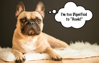 Reverse Sneezing in Dogs EVERYTHING You Need to Know reverse sneezing in dogs