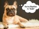 Reverse Sneezing in Dogs EVERYTHING You Need to Know reverse sneezing in dogs