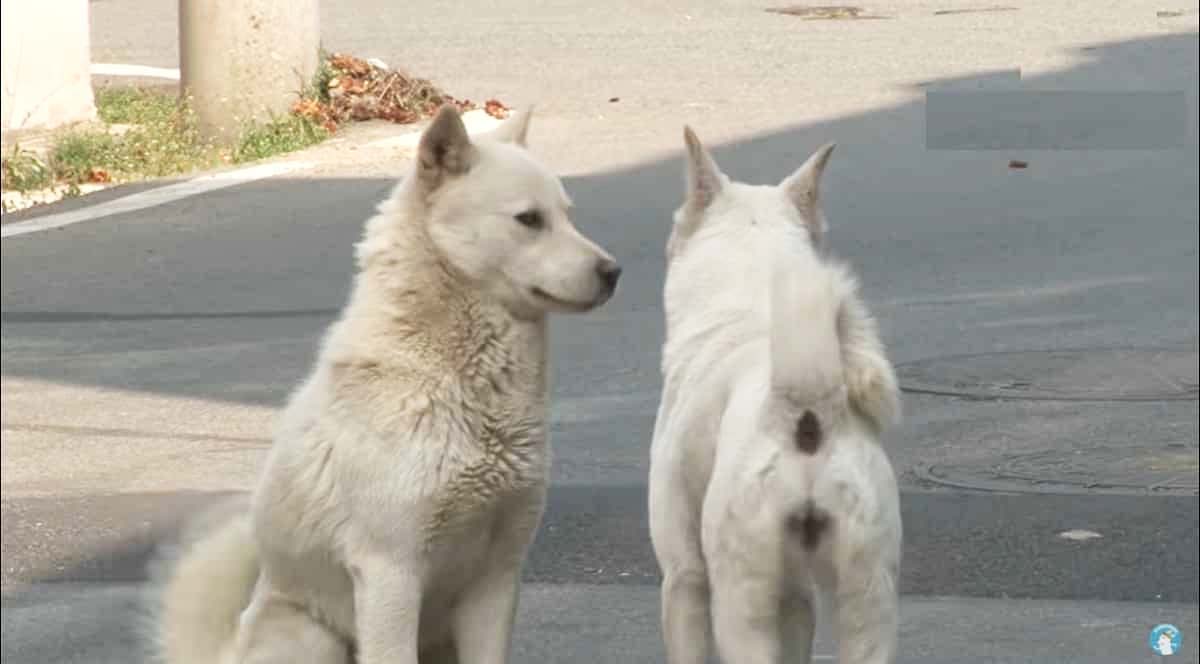 two dogs find love