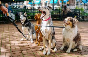 When the Alpha Dog Dies: How to Cope with Losing a Leader in Your Pack When the Alpha Dog Dies