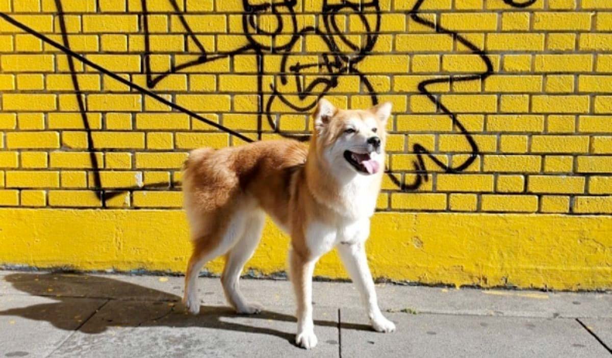 Dog Lives With Chickens Moves Across the World to America