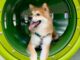 Puppy Living With Chickens In A Junkyard Flies To The US To Meet His New Family Dog Comes to the USA After Being Forgotten in Korea
