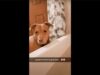 Affectionate Dog’s Way Of Getting Mom Out Of The Bathtub Shows How Our Pets Behave Just Like Young Children Dog Follows Mom Into Bathroom to Tell Her it's Bedtime