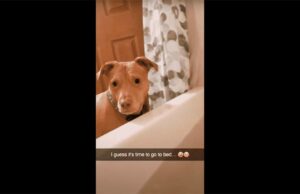 Affectionate Dog’s Way Of Getting Mom Out Of The Bathtub Shows How Our Pets Behave Just Like Young Children Dog Follows Mom Into Bathroom to Tell Her it's Bedtime