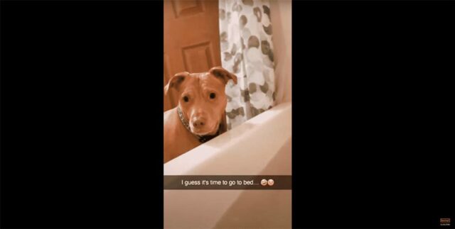Dog Follows Mom Into Bathroom to Tell Her it's Bedtime