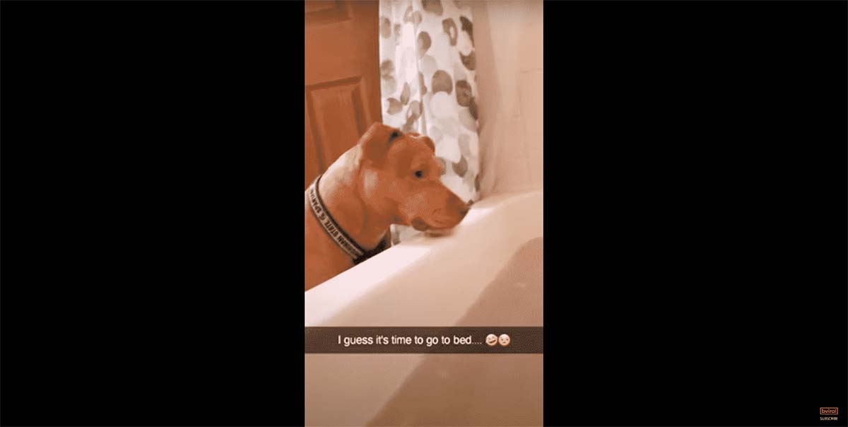 Dog makes mom get out of bathtub to go to bed