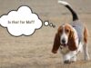His New Owners Made Him A Yard To Play In Watch His Unusual Reaction Bassett Hound shows off how much he loves his new yard in an adorable way