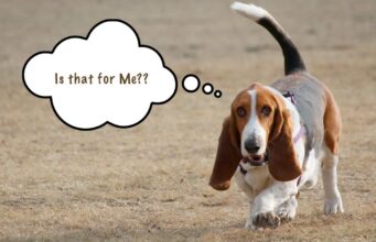 His New Owners Made Him A Yard To Play In Watch His Unusual Reaction Bassett Hound shows off how much he loves his new yard in an adorable way