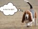 His New Owners Made Him A Yard To Play In Watch His Unusual Reaction Bassett Hound shows off how much he loves his new yard in an adorable way