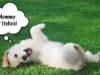 How to Get Rid of Dog Dandruff Incredibly Fast hoe to get rid of dog dandruff
