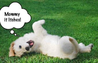 How to Get Rid of Dog Dandruff Incredibly Fast hoe to get rid of dog dandruff