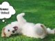 How to Get Rid of Dog Dandruff Incredibly Fast hoe to get rid of dog dandruff