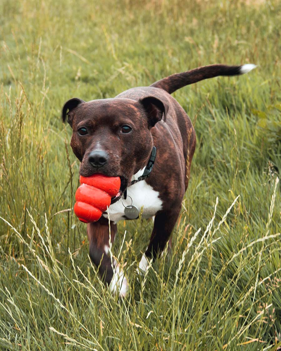 Kong one of the safest chew toys for dogs