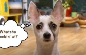 This Dog That Always Starts A Fight Learns To Calm Down Little Dog Likes to Start Fights