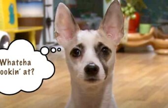 This Dog That Always Starts A Fight Learns To Calm Down Little Dog Likes to Start Fights