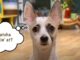 This Dog That Always Starts A Fight Learns To Calm Down Little Dog Likes to Start Fights