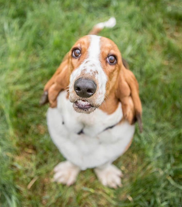 Cute Bassett Hound gets a new yard and shows how much he loves it