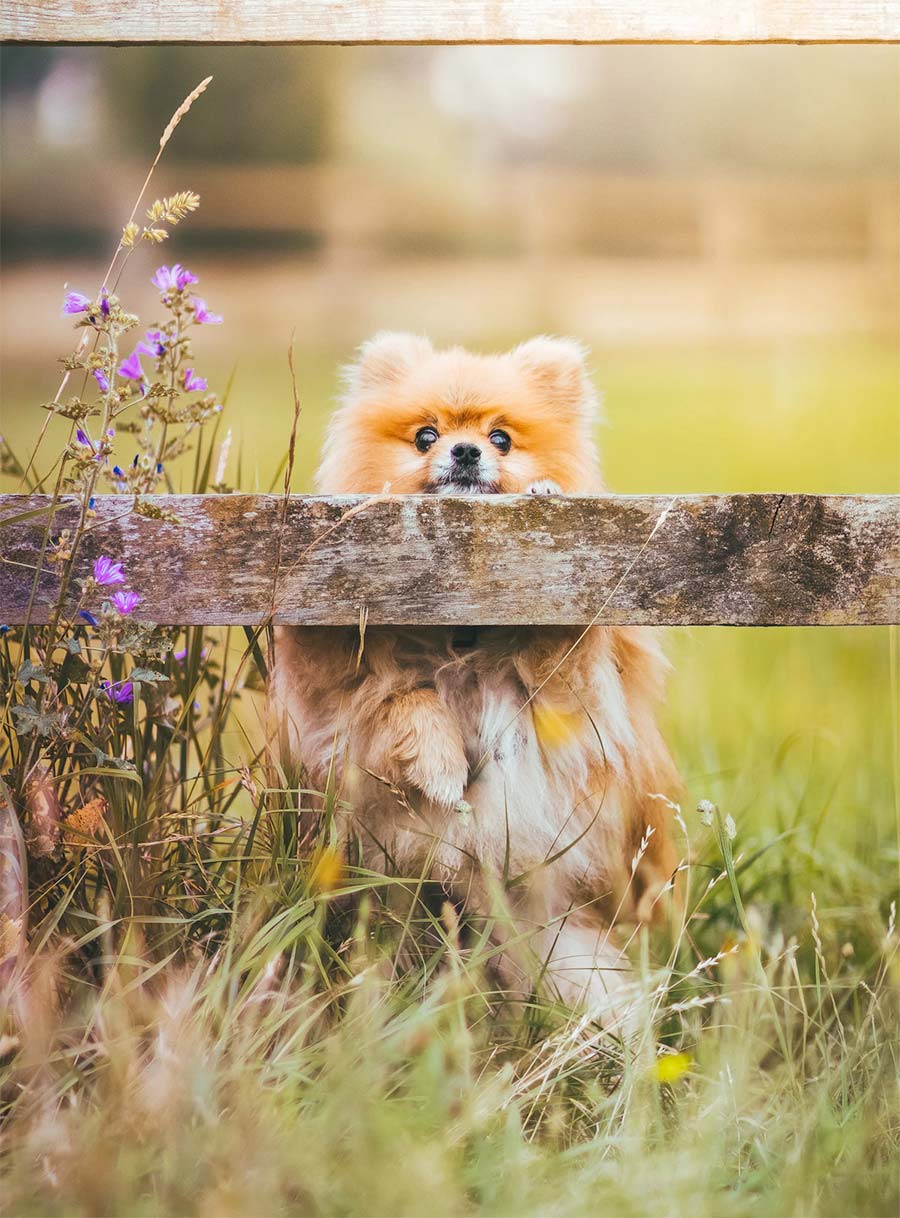 Pomeranian puppy Taco goes on an adventure to save her best friend Snuggles