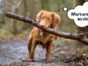 Safe Chew Toys For Dogs (And Ones to Avoid) safe chew toys for dogs