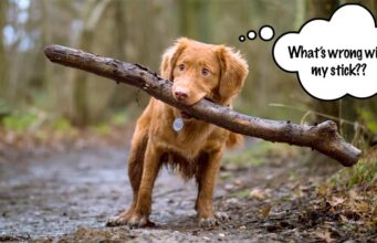 Safe Chew Toys For Dogs (And Ones to Avoid) safe chew toys for dogs