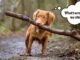 Safe Chew Toys For Dogs (And Ones to Avoid) safe chew toys for dogs