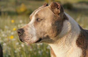 Stolen Dog Lived In A Cockfighting Ring For Two Years Until She Was Spotted By Her Owner When Her Picture Popped Up On Social Media Stolen pitbull found on social media and returned to owners