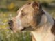 Stolen Dog Lived In A Cockfighting Ring For Two Years Until She Was Spotted By Her Owner When Her Picture Popped Up On Social Media Stolen pitbull found on social media and returned to owners