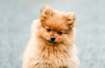 The Adventures of Taco and Snuggles Taco the Pomeranian puppy goes on an adventure