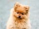 The Adventures of Taco and Snuggles Taco the Pomeranian puppy goes on an adventure