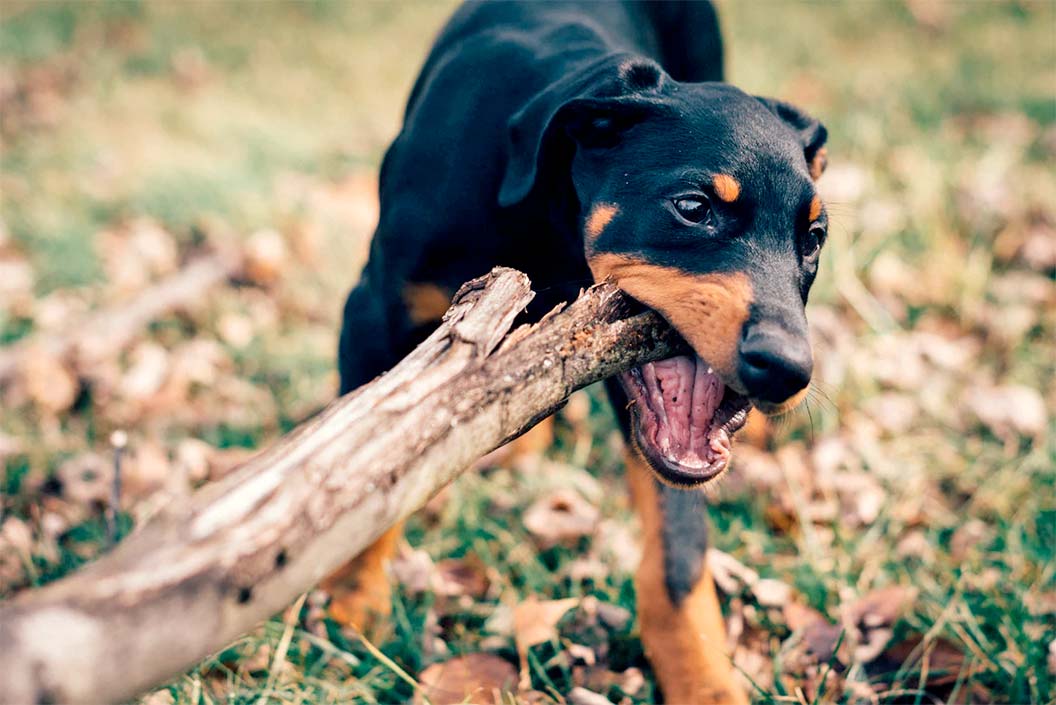 what do you mean sticks are not safe for dogs?