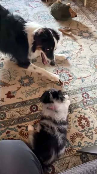 Australian Shepherds at Play