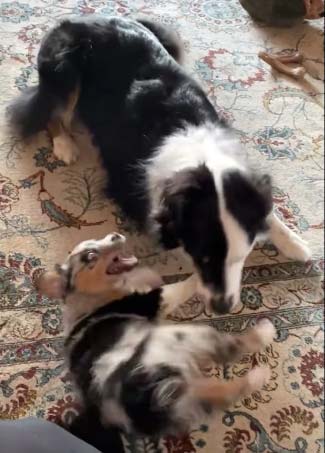 Australian Shepherds Playing