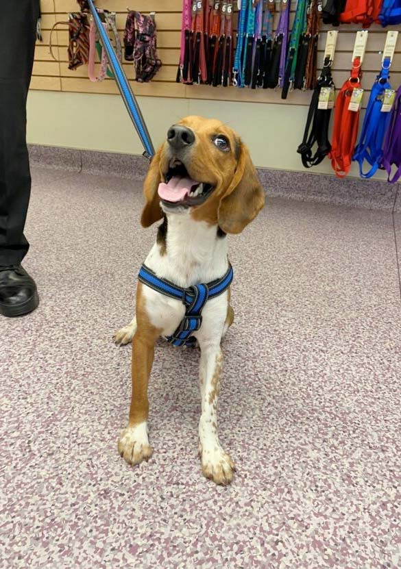 Beagle Becomes a Police Dog for the Station