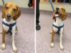 Stray Beagle Puppy Accepts New Job As A Police Dog Beagle Puppy Becomes a Police Dog