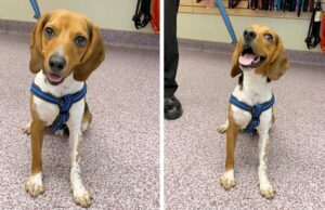 Stray Beagle Puppy Accepts New Job As A Police Dog Beagle Puppy Becomes a Police Dog