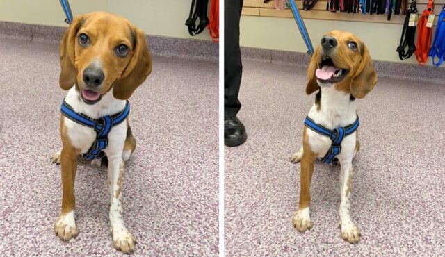 Beagle Puppy Becomes a Police Dog