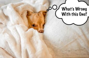 Best Chew-Proof Dog Bed for Vigorous Chewers best dog bed for chewers