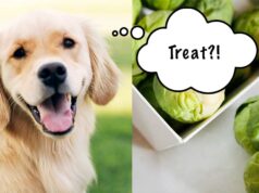 Can Dogs Eat Brussels Sprouts? Should They? Can Dogs Eat Brussels Sprouts