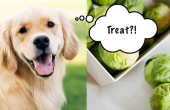 Can Dogs Eat Brussels Sprouts? Should They? Can Dogs Eat Brussels Sprouts