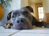 Deaf Doggo Finds His Forever Home After Being Rejected Several Times