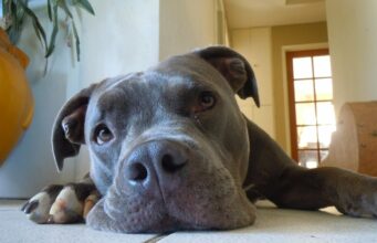 Deaf Doggo Finds His Forever Home After Being Rejected Several Times