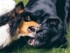 How to Stop Dogs Fighting in the Same Household FAST How to stop dogs fighting in the same household